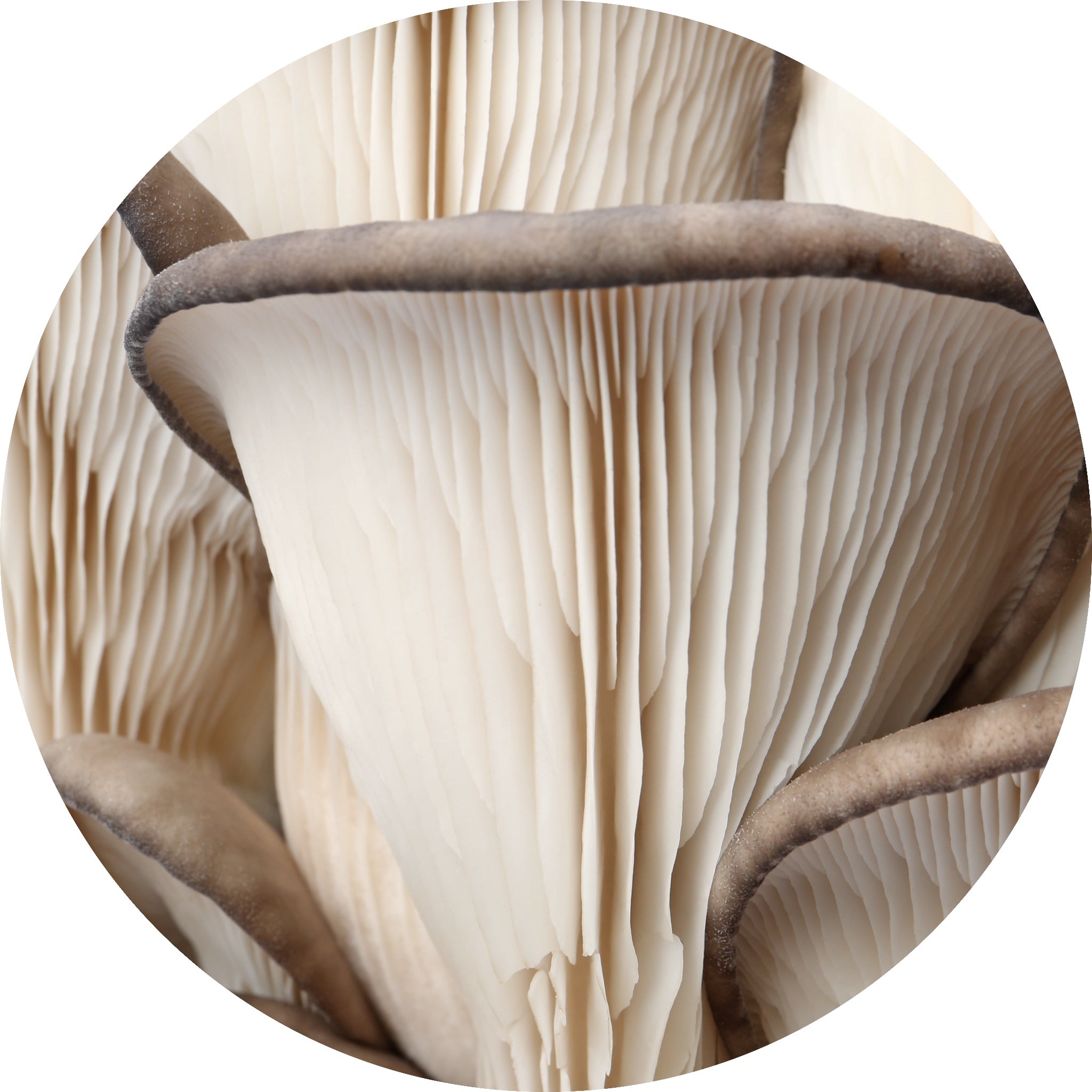 oyster mushroom